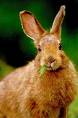 a snowshoe hare