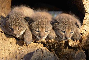 Three lynx kitten in a hollow tree