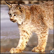 picture from animal.discovery.com