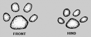 Paw Prints