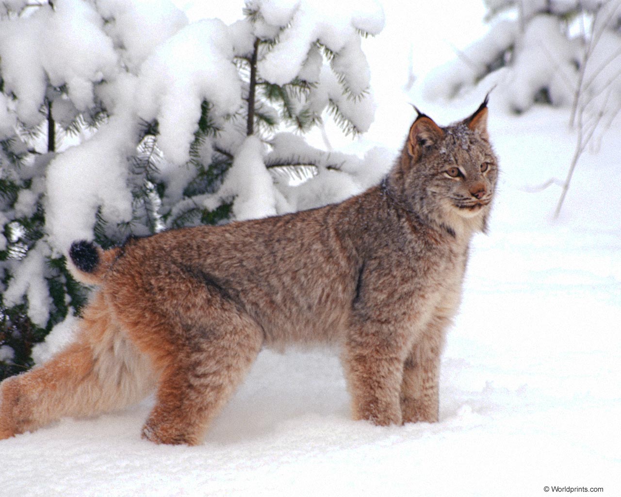 Lynx in the snow