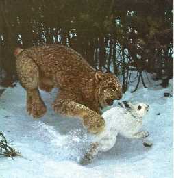 lynx about to eat a rabbit