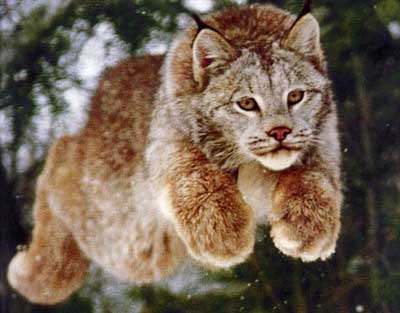 Lynx Leaping
