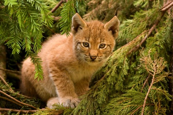 a lynx kitten
