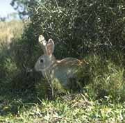  a snowshoe hare
