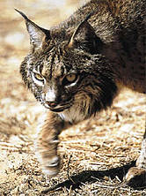 picture from www.panda.org