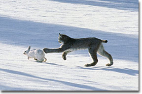 Lynx catching a hare
