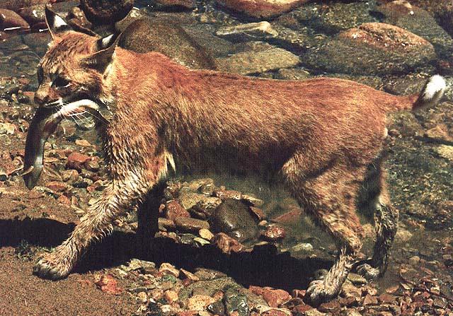 Lynx catching a fish